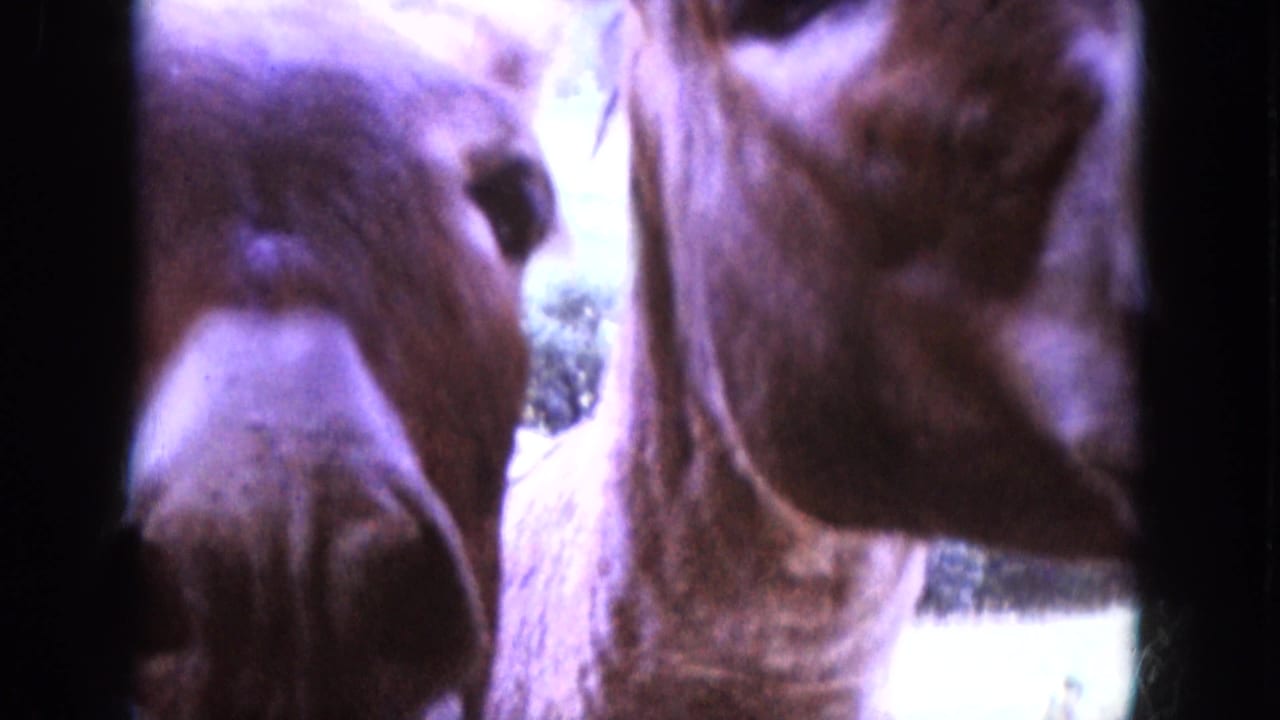 Close 8mm view of two brown donkeys in South Dakota, with one face centered and another partly cropped beside it.