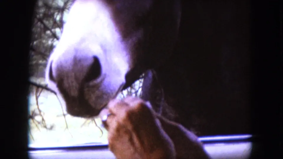 1966 home-movie frame showing a brown donkey eating from a human hand beside a car window in an outdoor setting.