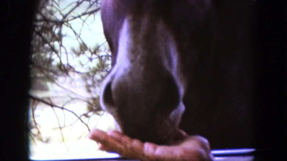 Close 8mm frame of a brown donkey lowering its muzzle to a human hand near a car window, with branches visible outside.