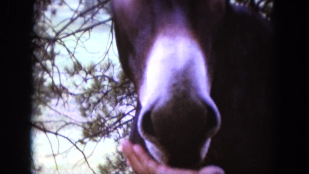1966 South Dakota 8mm frame showing a horse eating from a person's hand in a wooded setting.