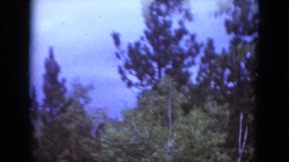1966 South Dakota 8mm frame with pine trees in the foreground and a soft wooded hillside beyond.