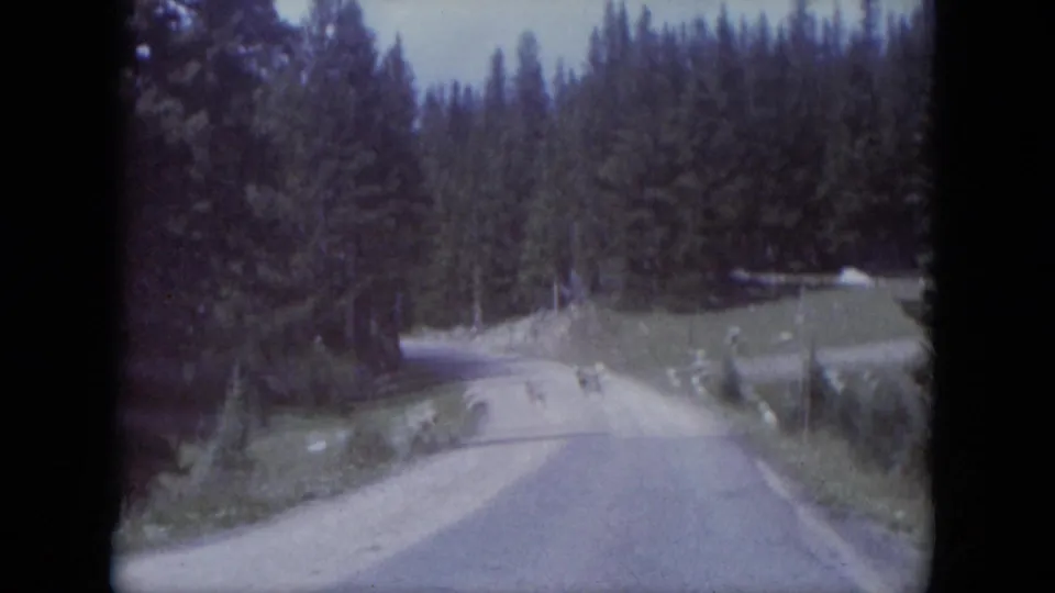1966 South Dakota home-movie frame showing a winding forest road with two small animals, likely deer, crossing in the distance.