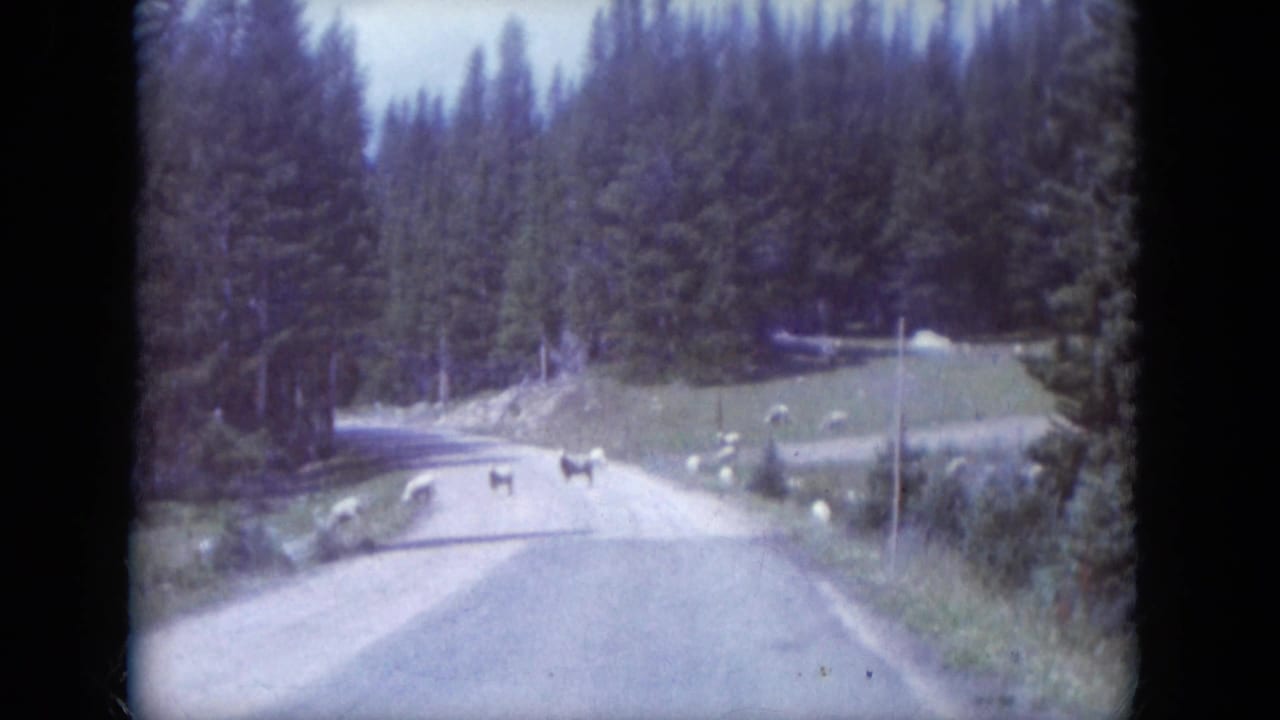 Sheep graze beside a winding dirt road through evergreen forest.