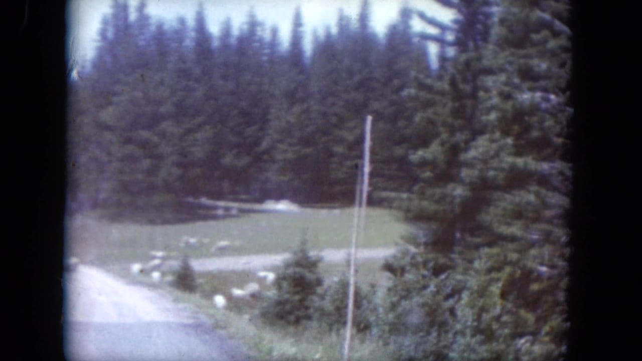 Sheep dot a grassy clearing beside a forested rural road.