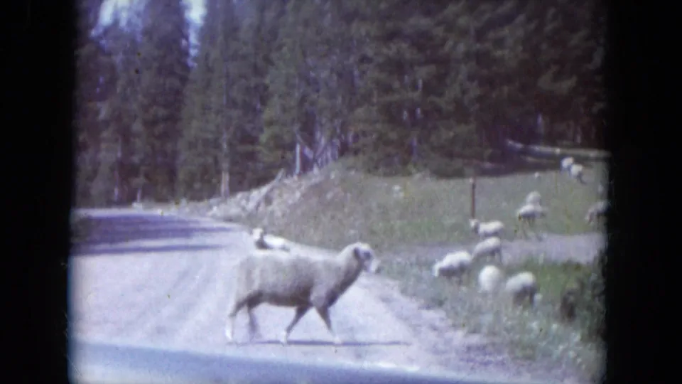 1966 South Dakota 8mm frame showing one sheep crossing a rural road as the flock grazes nearby.