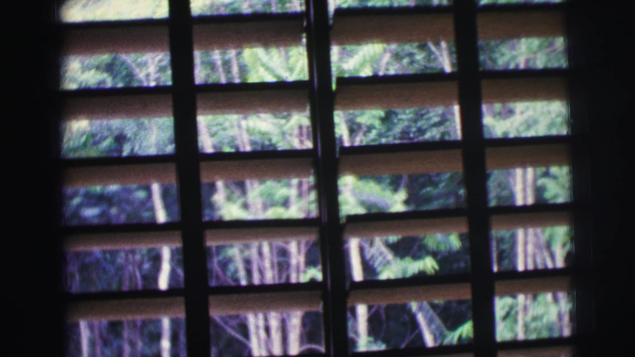 Window slats frame green foliage and pale tree trunks outside.