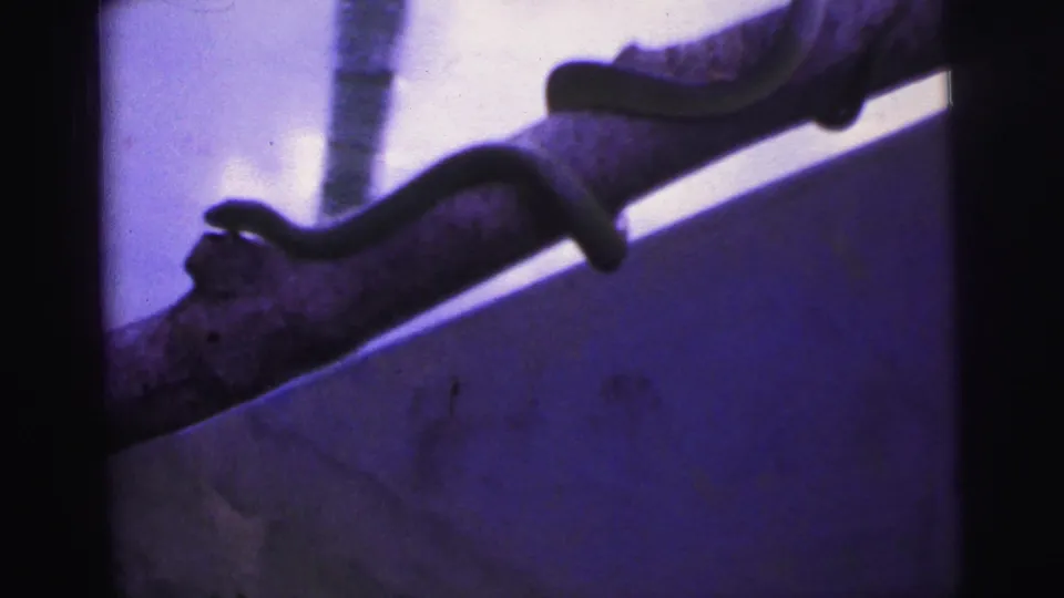 A small dark snake wraps around a thick branch in 1967 Brazil 8mm footage with a strong purple color cast.