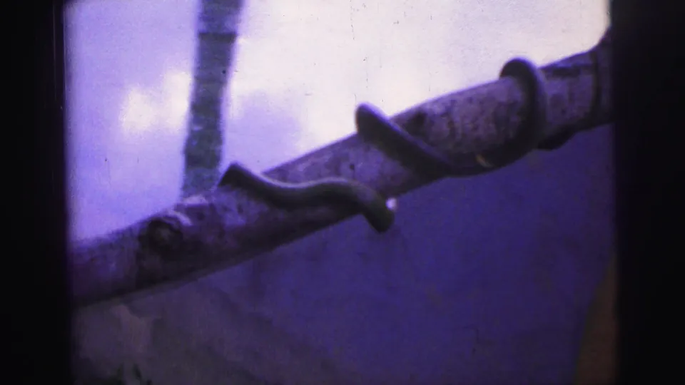 The snake extends along a thick branch, with pale vertical trunk shapes behind it in vintage Brazil 8mm footage.