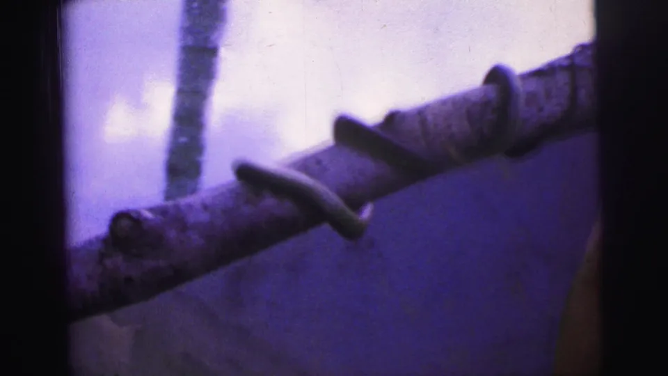 A close view shows the small snake looping around the branch, with grain and purple shift visible in the 8mm scan.