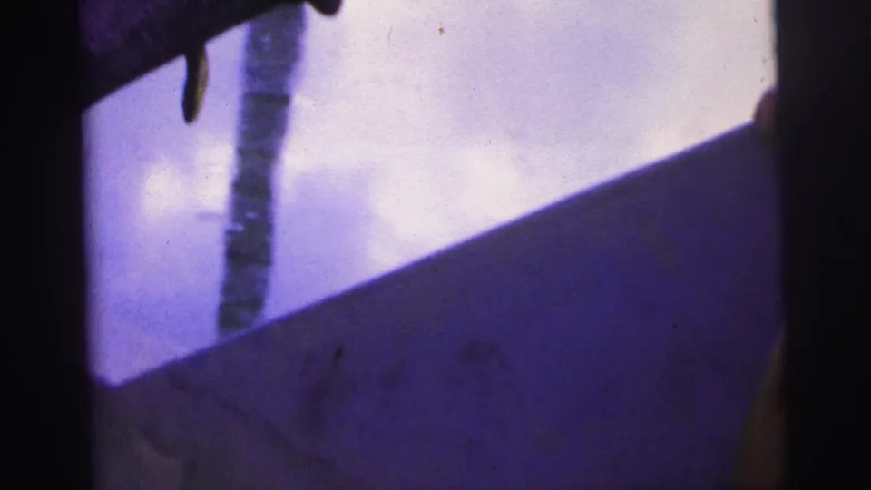 The final frame holds on the branch and purple sky, with only part of the snake or branch detail visible at the edge.