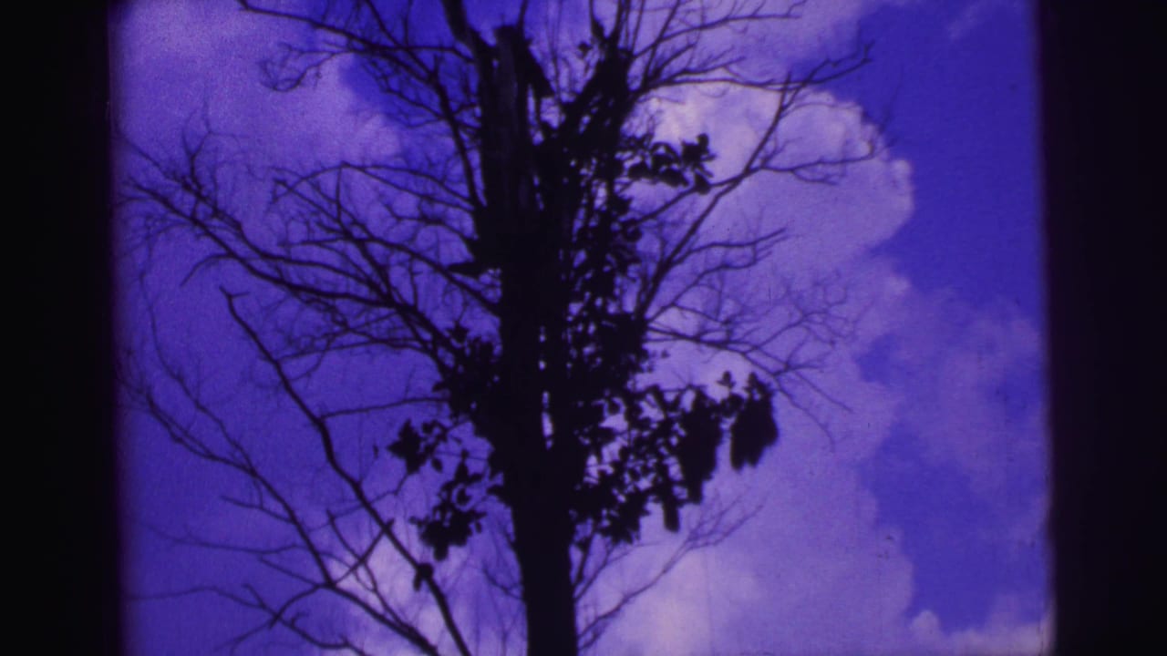 Leafless tree silhouette against a blue-purple sky with clouds.
