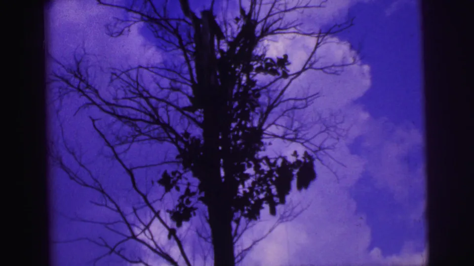 1967 Brazil 8mm frame showing a leafless tree seen from below against saturated blue-purple sky and soft clouds.