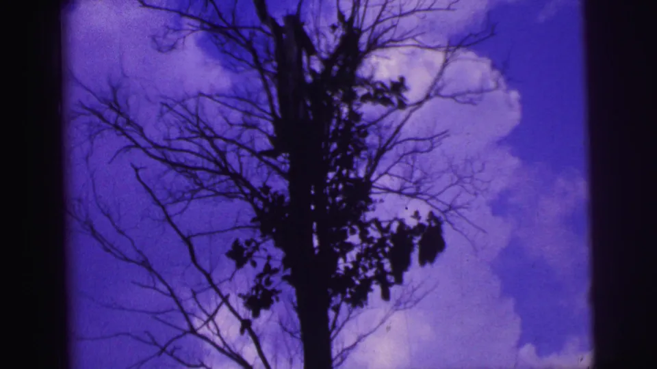 1967 Brazil 8mm frame with dark tree branches and scattered leaves silhouetted against purple-blue sky and clouds.