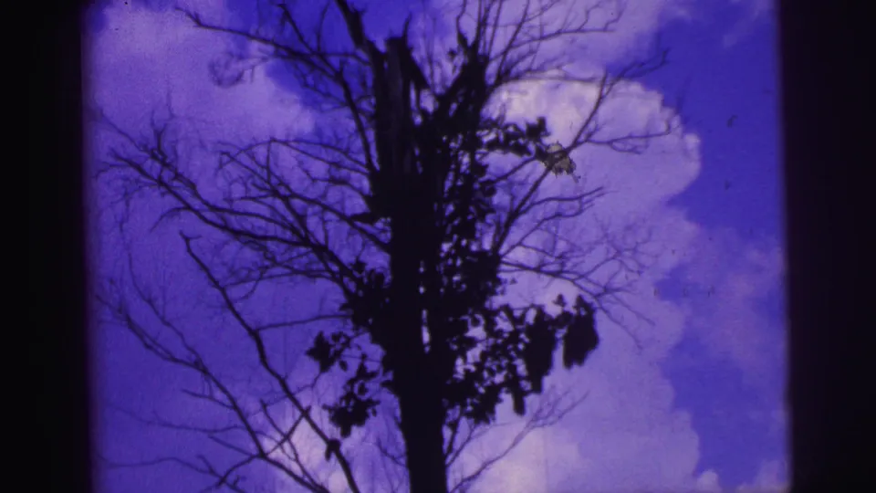 1967 Brazil 8mm frame showing an upward view of a leafless tree, small leaves, clouds, and blue-purple sky.