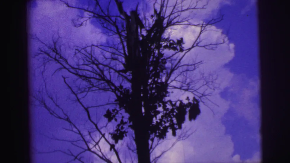 1967 Brazil 8mm frame of a silhouetted tree and branching limbs against a vivid purple-blue sky with pale clouds.