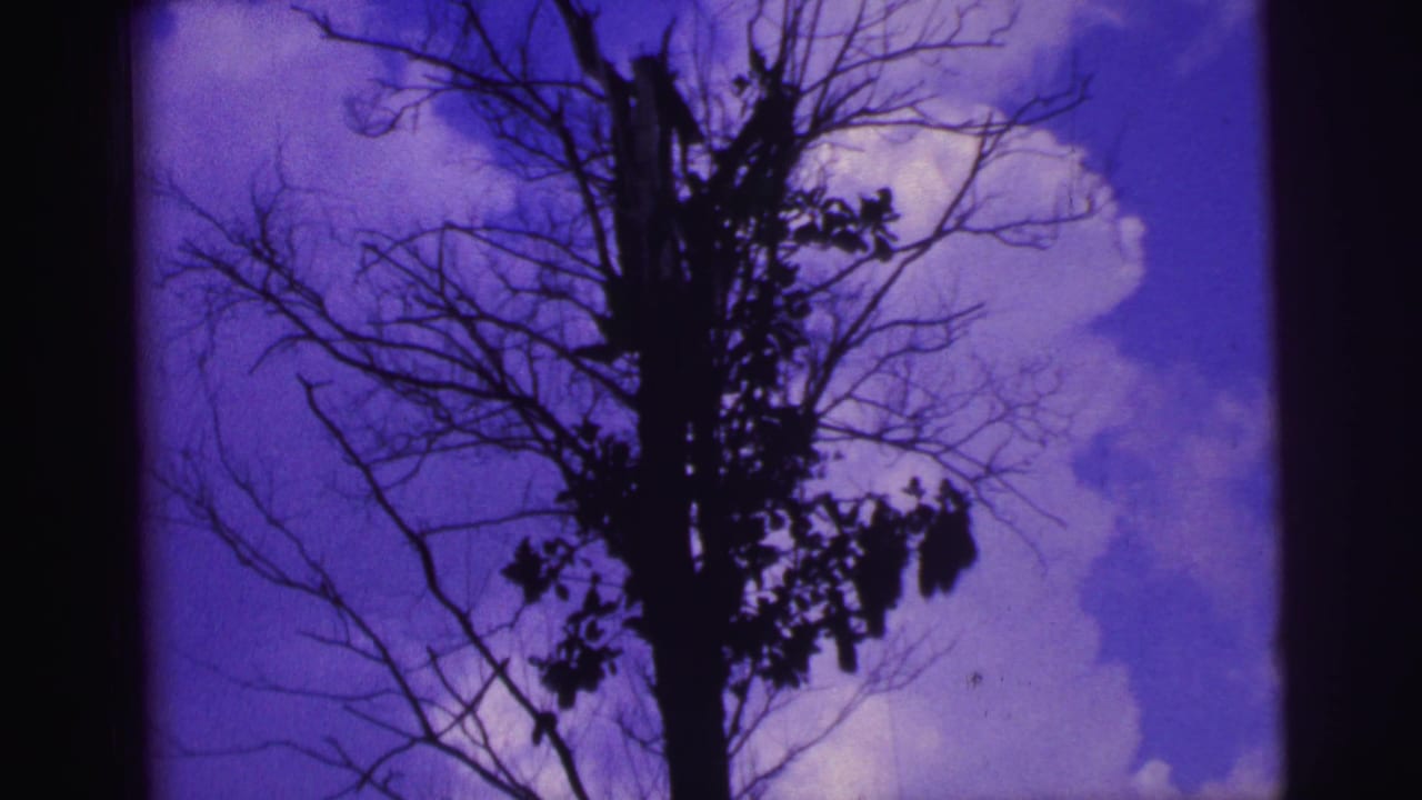 Leafless tree silhouette against a purple-blue sky with soft clouds.