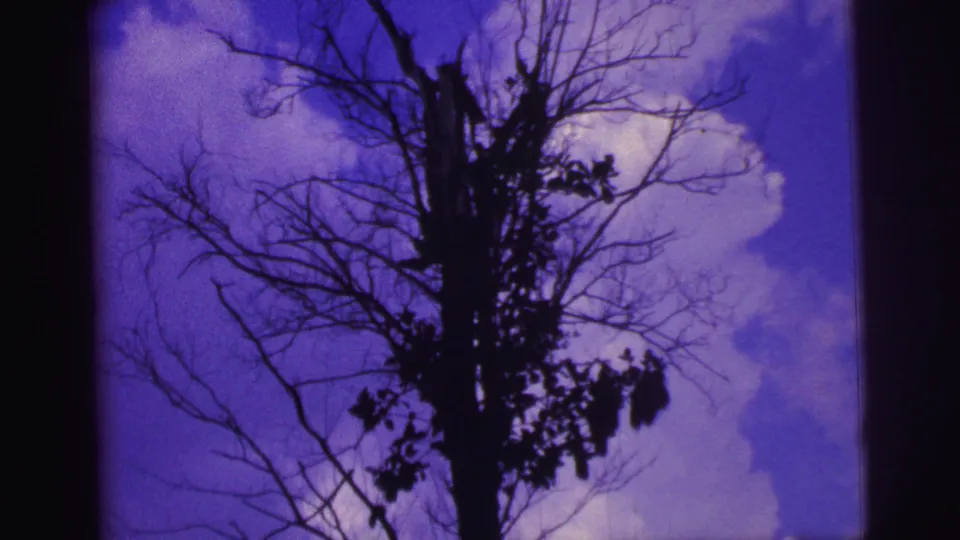 1967 Brazil home-movie frame with a stark tree silhouette and tinted sky, framed by dark 8mm edges.