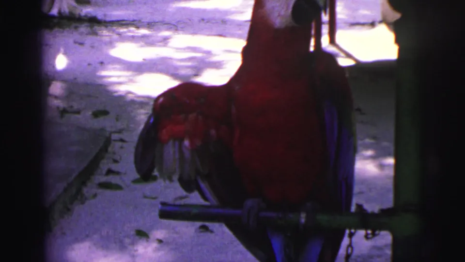 1967 Brazil home-movie frame of a red parrot on a perch, with purple-blue shadows and sunlit ground in the background.