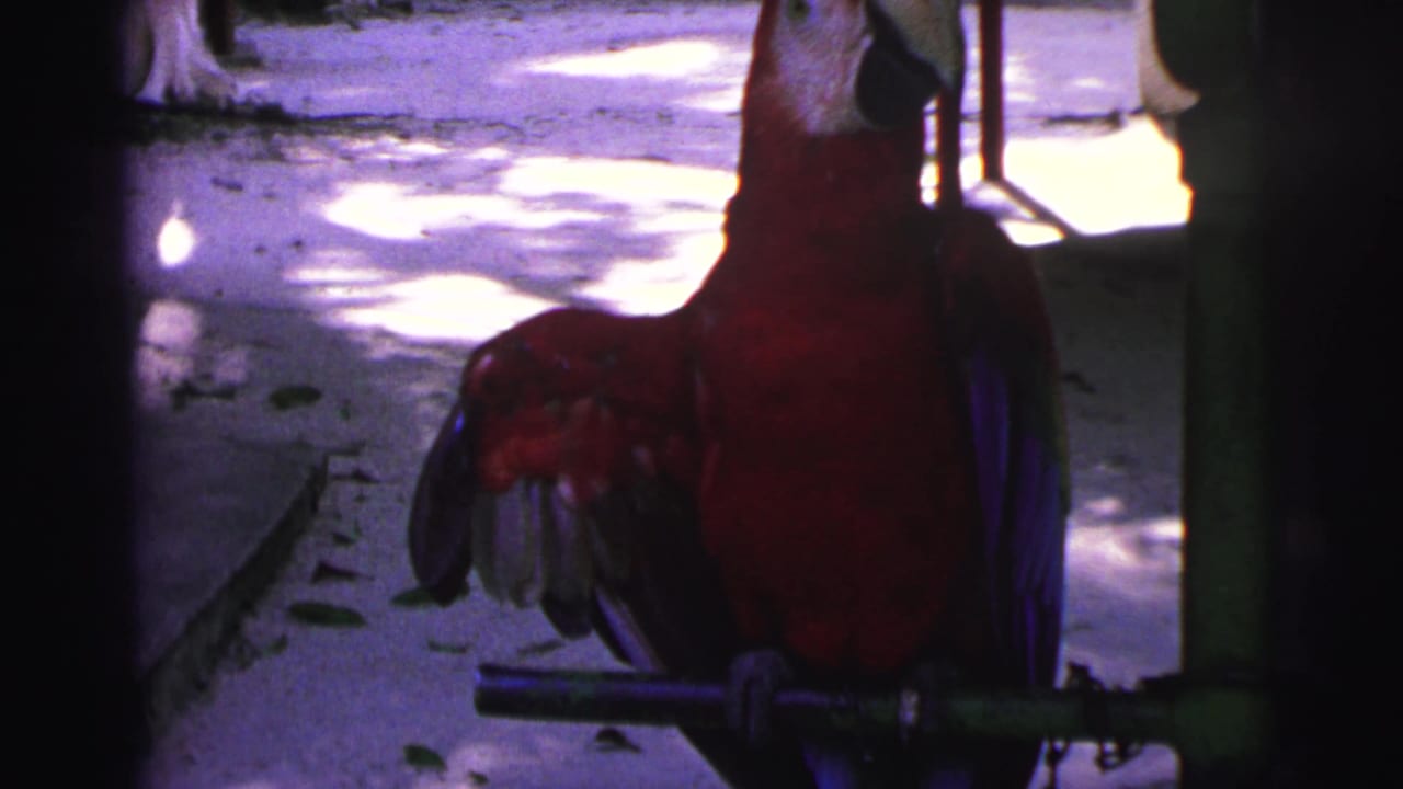 Red macaw perched on a metal bar in dappled shade.