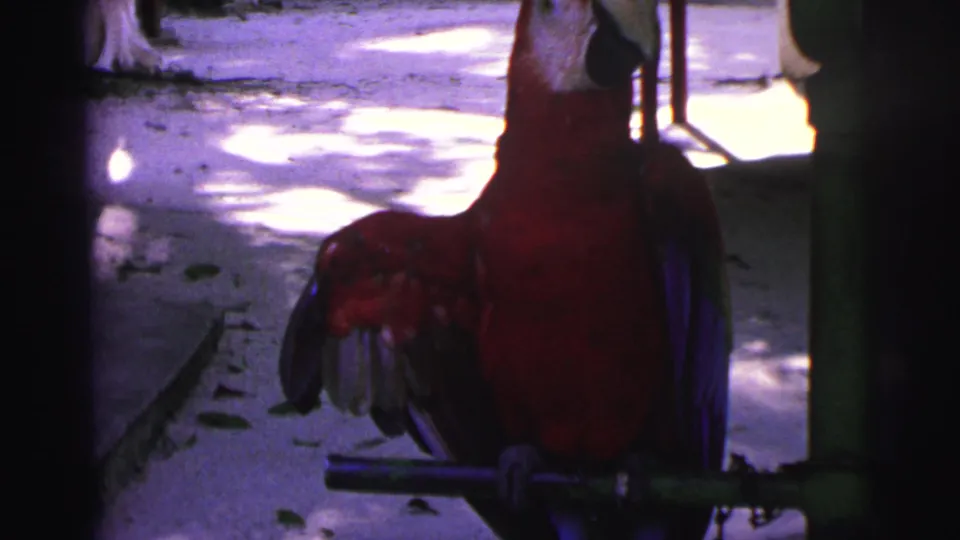 1967 Brazil 8mm frame showing a red macaw on a metal perch, with shaded pavement and bright sun patches behind it.