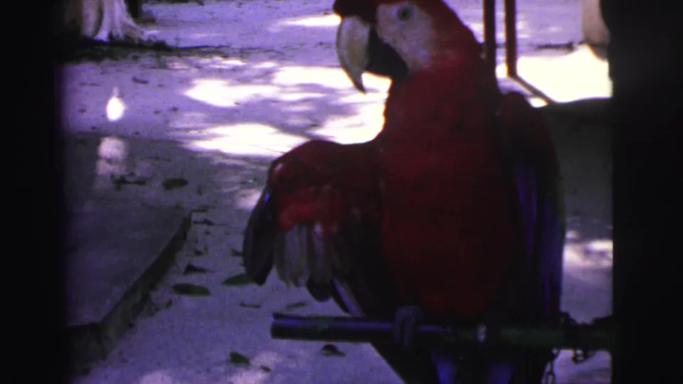 1967 Brazil 8mm frame of a red macaw turning its head while perched near dark posts and sunlit pavement.