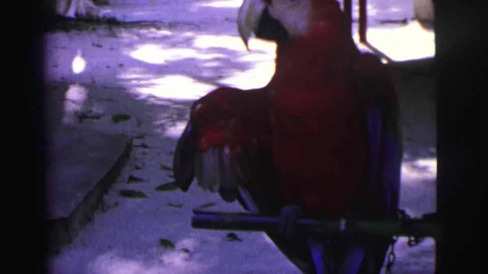 1967 Brazil 8mm frame with the macaw partly cropped, showing red plumage, folded wing, and a metal perch in shadow.