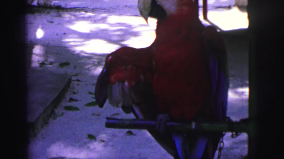 1967 Brazil 8mm frame showing a red macaw standing on a metal perch, with blue shadowing and bright ground highlights behind it.