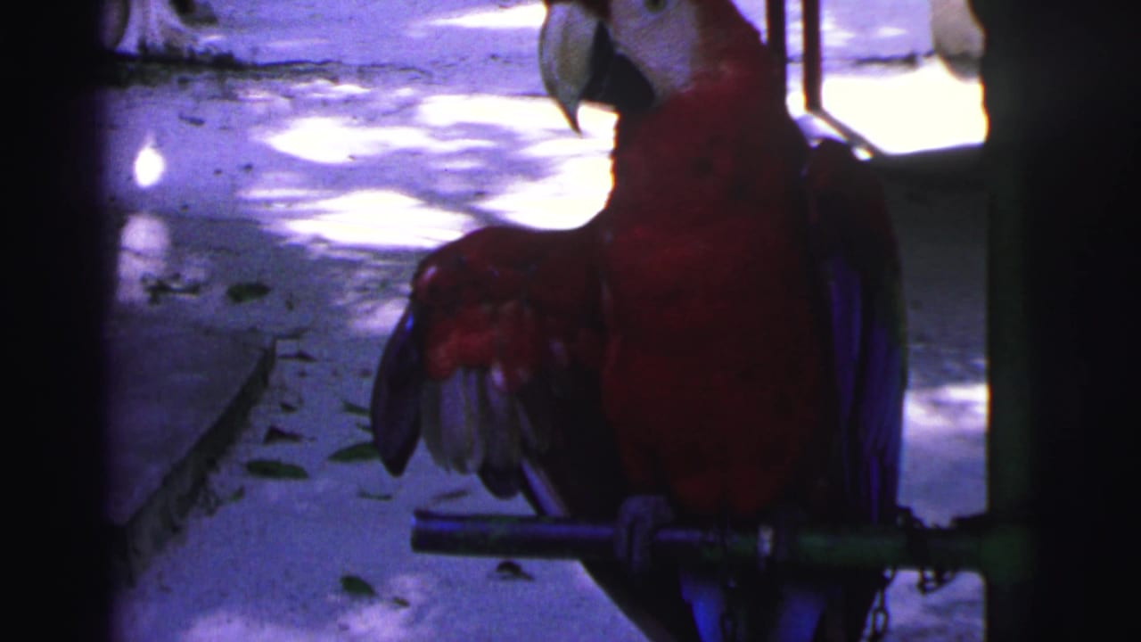 Red macaw perched on a metal pole with one wing lifted in dappled sunlight.