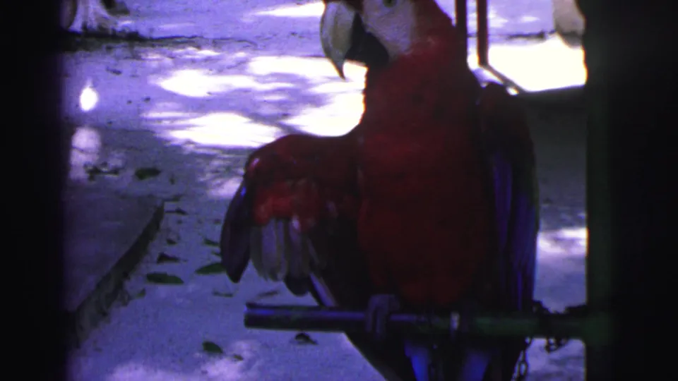 1967 Brazil 8mm frame showing a red macaw on a metal perch, its wing raised beside a dark vertical support and sunlit pavement.