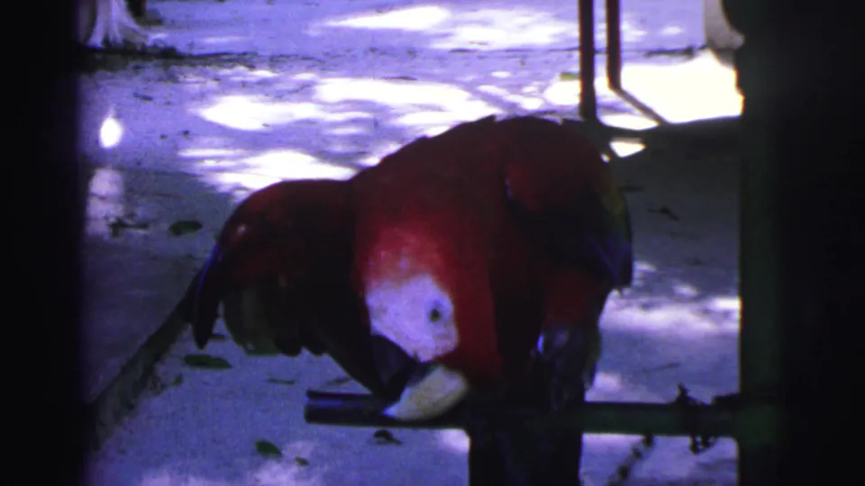 1967 Brazil 8mm frame of a red macaw leaning down on a metal perch, with a leg chain and shaded pavement behind it.