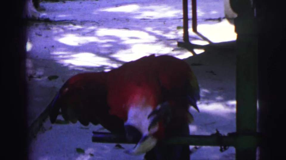 1967 Brazil 8mm frame showing the macaw bent low toward its perch, with feathers darkened by shadow and sunlit ground in back.