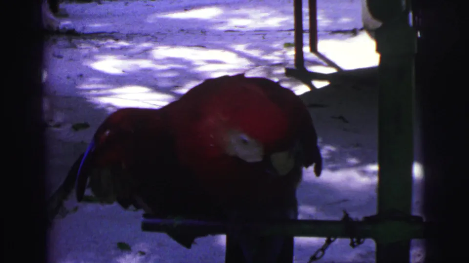 1967 Brazil 8mm frame of the red macaw crouched on its perch, head lowered, with a chain visible beneath the bar.