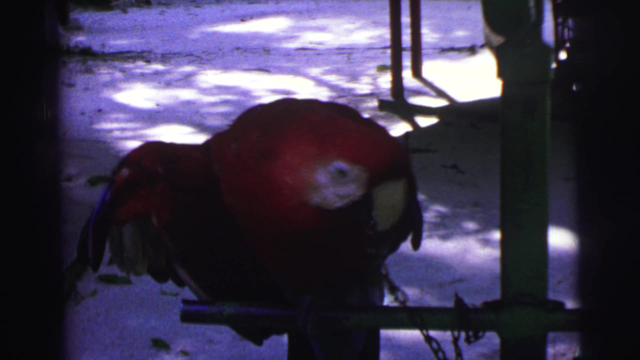 Red macaw perched on a metal bar with a chain near its leg in dappled light.