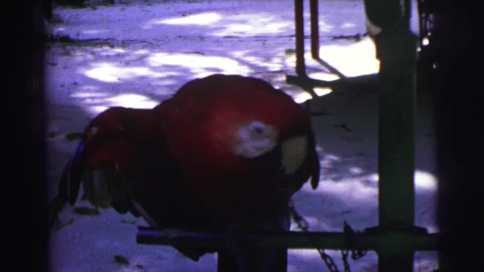 1967 Brazil 8mm frame showing a red macaw on a metal perch, with a chain visible near its leg and shaded ground behind it.