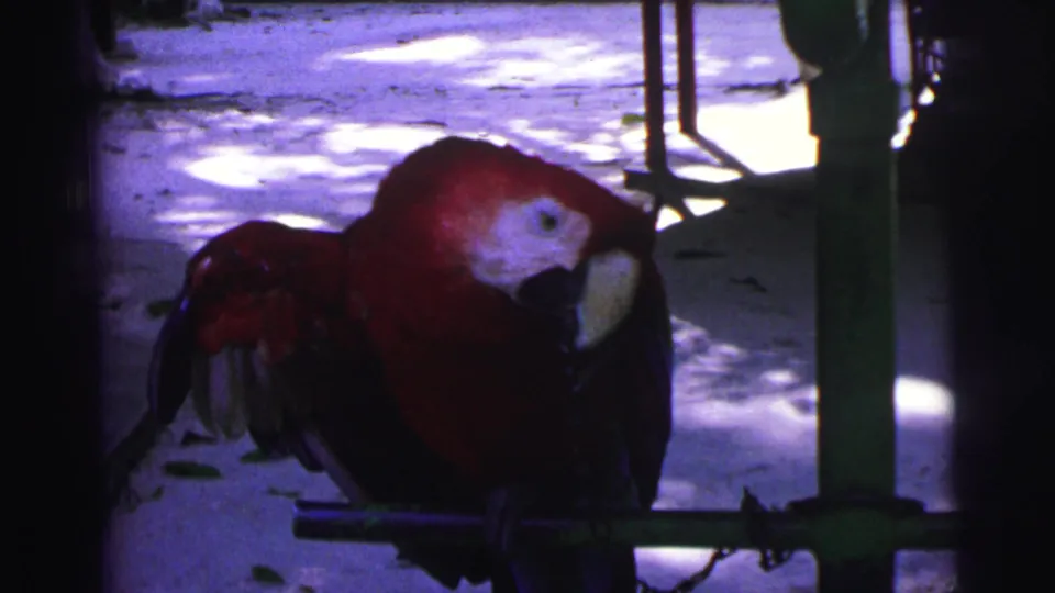 1967 Brazil 8mm frame of a red macaw in a simple enclosure, leaning near a green metal post with chain links below the perch.