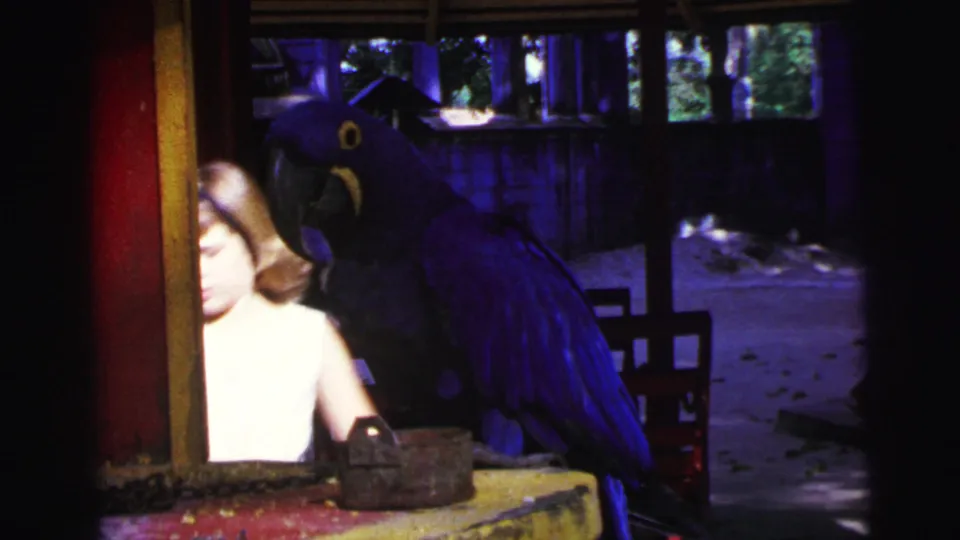 1967 Brazil 8mm frame showing a blue macaw perched near a painted post, with a woman's face and shoulder partly visible at left.