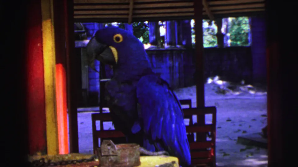 1967 Brazil 8mm frame of a blue macaw on a perch in a shaded enclosure, with painted posts, a small box, and dark framing edges.