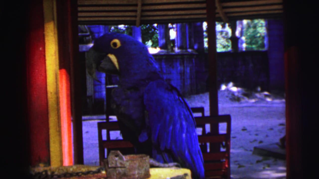 Blue macaw perched beside red beams in a shaded aviary enclosure.
