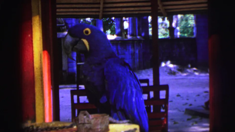 Blue macaw in a 1967 Brazil home-movie frame, facing left inside a shaded structure with sandy ground beyond.