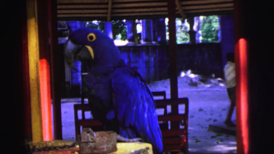 1967 Brazil 8mm frame showing the macaw perched as an incidental background person passes near the right edge.