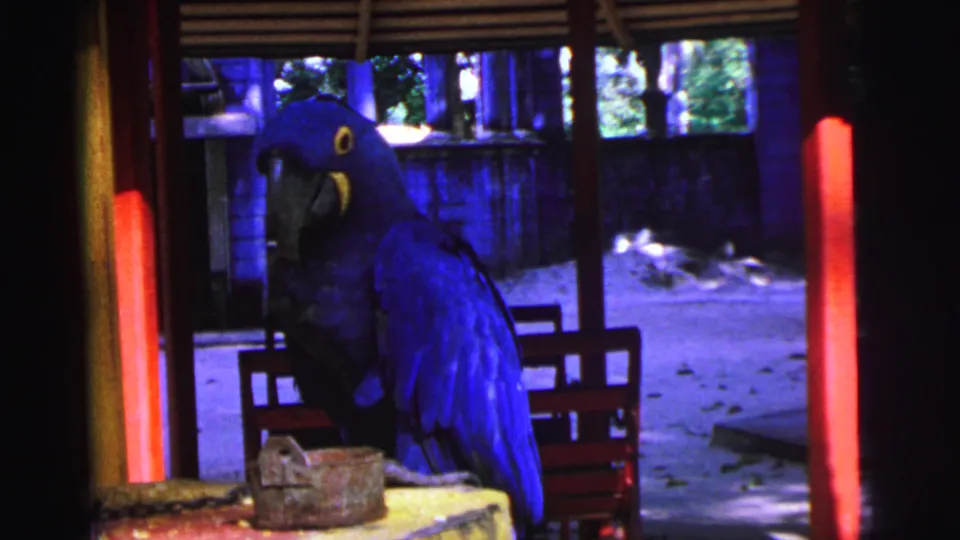 The macaw appears slightly darker in this 1967 Brazil frame, perched under shade with red beams and sandy ground behind.