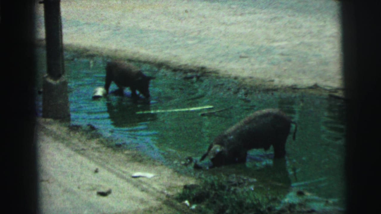 Two pigs stand in shallow green water beside a dusty street edge.