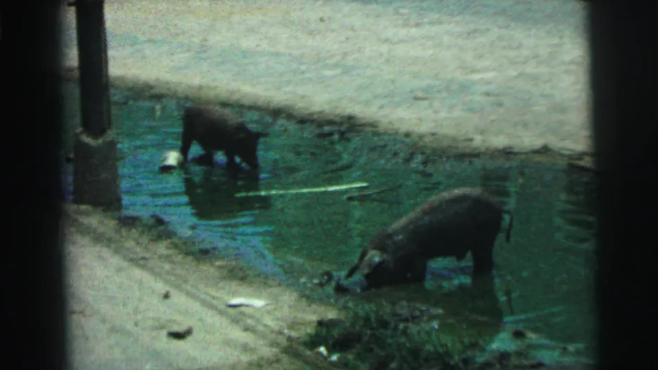 1967 Brazil 8mm frame showing two pigs drinking or wading in shallow roadside water near a dusty bank.