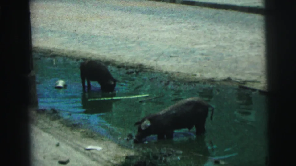 1967 Brazil frame with two pigs in murky roadside water, one nearer the foreground bank and one farther back.