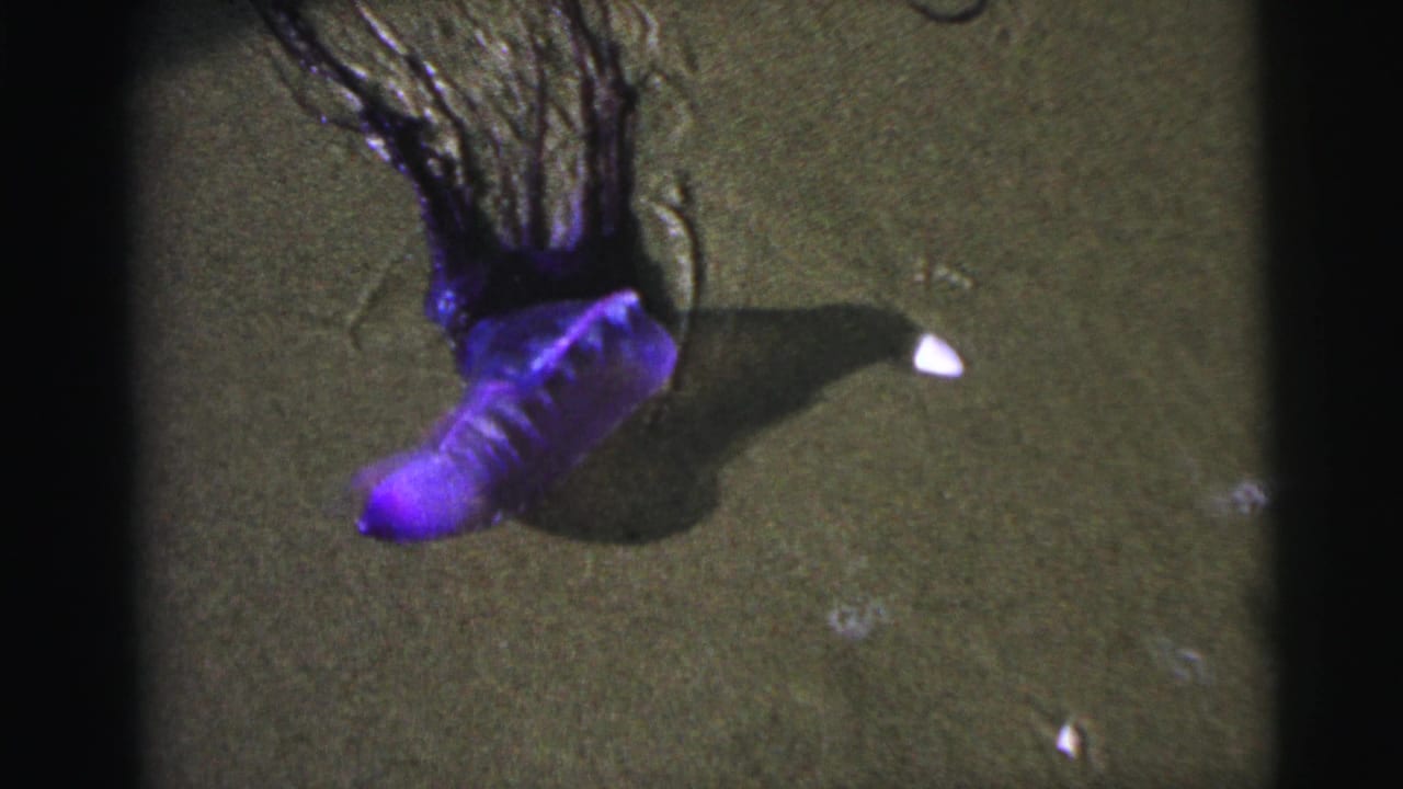Purple Portuguese man o' war on wet sand with dark tentacles trailing behind.