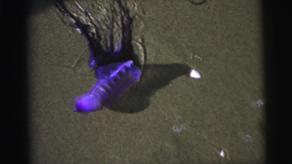 1967 Brazil 8mm frame showing a purple Portuguese man o' war stranded on wet sand, with long dark tentacles extending upward in frame.