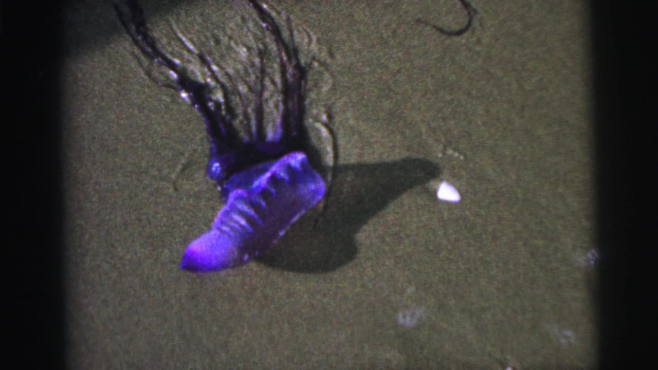 1967 Brazil beach footage frame with the Portuguese man o' war centered on wet sand, its purple bladder and trailing tentacles visible.