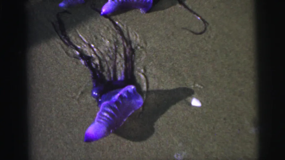 8mm frame from the 1967 Brazil clip showing the purple Portuguese man o' war from a slightly shifted angle on wet sand.