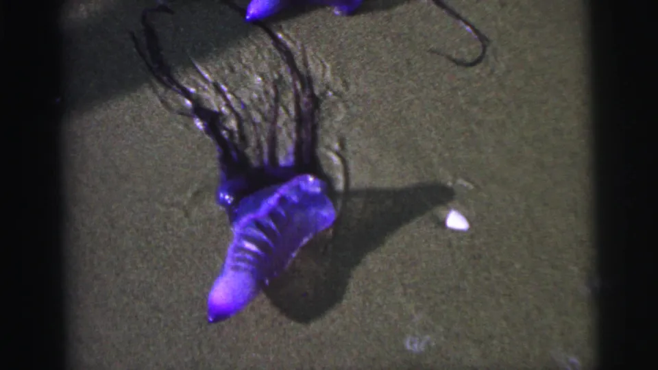 Final 1967 Brazil 8mm still showing the Portuguese man o' war on wet sand, with its purple bladder, dark tentacles, and nearby pale shell or pebble.