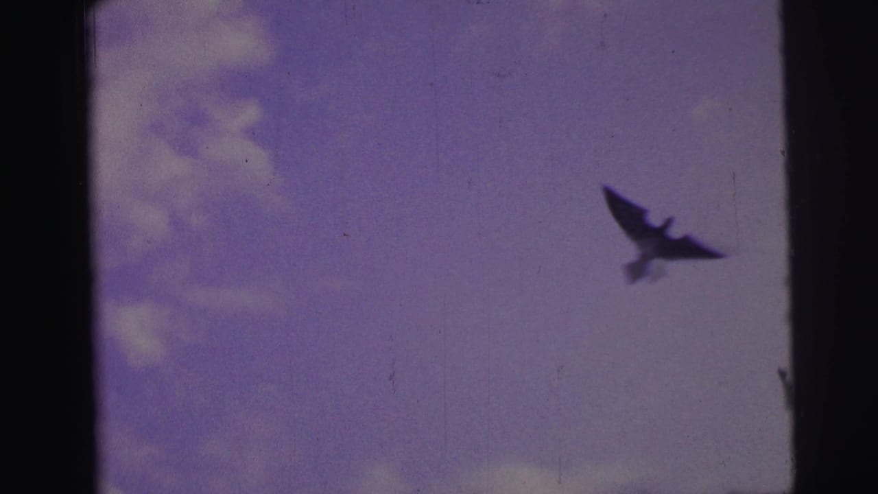 Silhouetted bird flying against a pale blue sky with clouds and dark film borders.